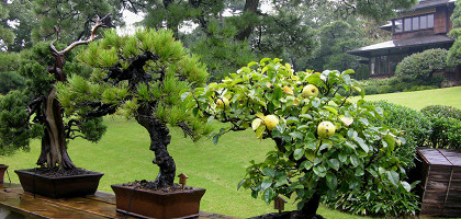 Деревья бонсай в саду Хаппо-эн