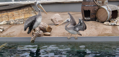 Зоопарк в Ганновере, пеликаны
