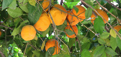 Плоды лимонного дерева, Марракеш