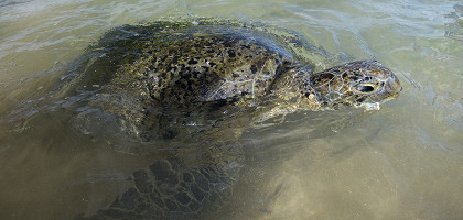 Большая морская черепаха, Хиккадува