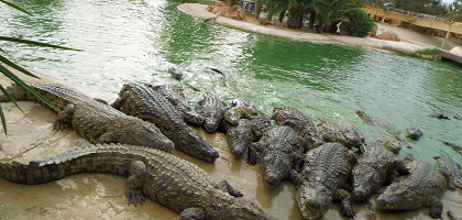 Крокодиловая ферма, парк «Джерба Эксплор»