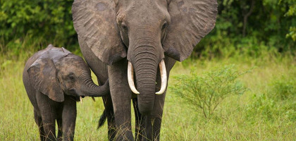 Слоны в Замбии