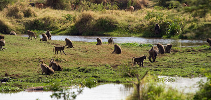 Бабуины в национальном парке Маньяра, Танзания