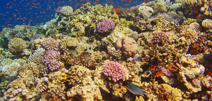 Подводный мир, Нувейба