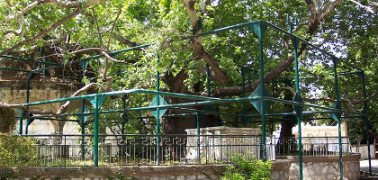 Платан Гиппократа, Кос