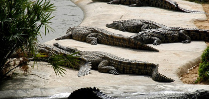 Крокодилы в зоопарке на Джербе
