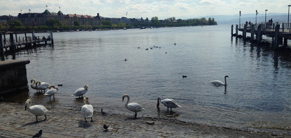 Лебеди в Цюрихе