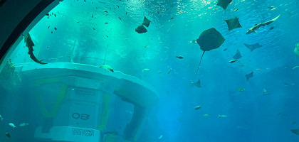 Окно в аквариуме SeaWorld Abu Dhabi