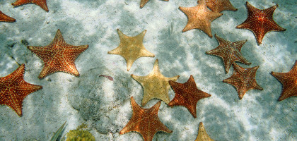 Множество морских звезд