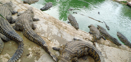Крокодилы в парке «Джерба Эксплор», Джерба, Тунис