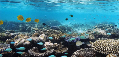 Коралловый риф в лагуне Мальдив