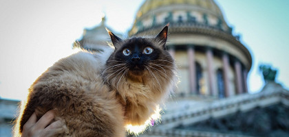 Кошка в Санкт-Петербурге на фоне Исаакиевского собора