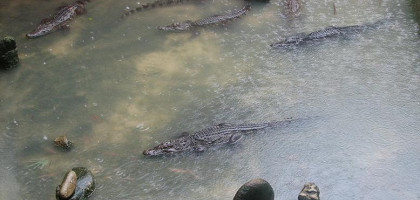 Заповедник Као-Лак - бассейн с крокодилами