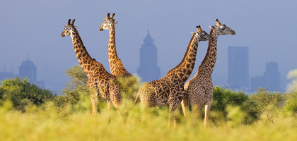 Жирафы в национальном парке Найроби, Кения