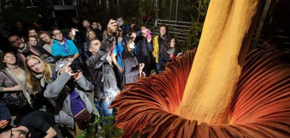 Арум Титан - самый большой цветок в мире