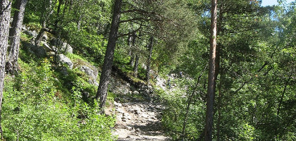 Лесная дорога на Прекестолен, Люсе-Фьорд, Норвегия