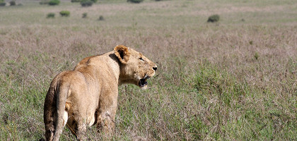 Лев в национальном парке Найроби