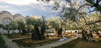 Гефсиманский сад, 8 древних олив