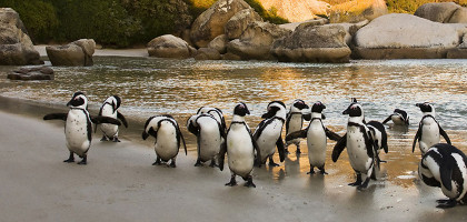 Африканские пингвины, Кейптаун
