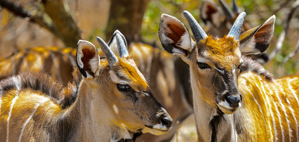 Антилопы в Сенегале