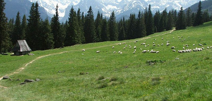 На пастбище, Татры