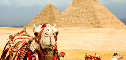 Большеглазые верблюды, Египет