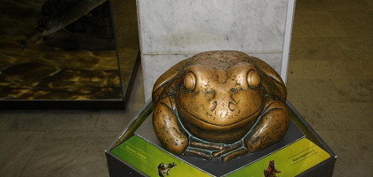 Если пошлепать — заквакает, музей Дарвина, Москва