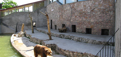 Рижский зоопарк, медведь