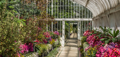 Дублинский ботанический сад, цветы в оранжерее