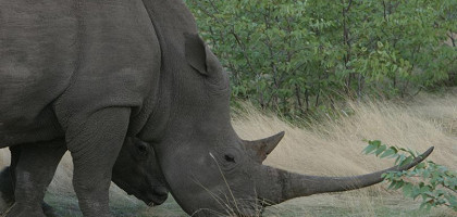 Носорог в Ботсване