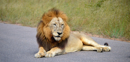 Африканский лев в национальном парке Крюгер, ЮАР