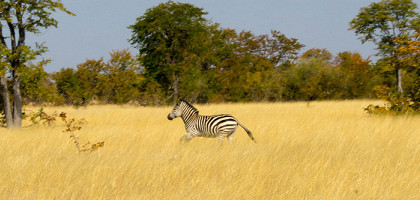 Зебра в национальном парке Хванге в Зимбабве