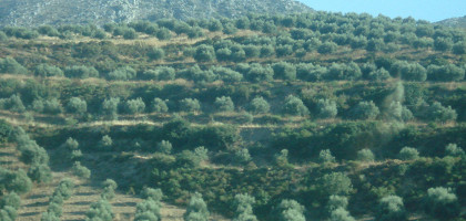 Оливки Ираклиона, Греция