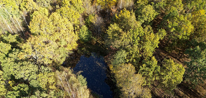 Лес с прудом посередине, Нижегородская область