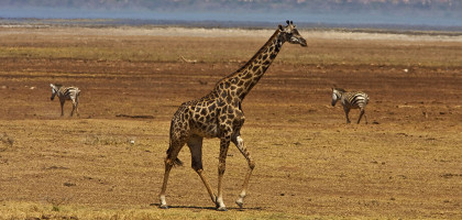 Жираф в национальном парке Маньяра, Танзания