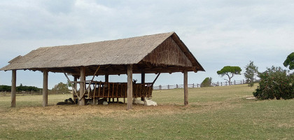 В парке Бриюни