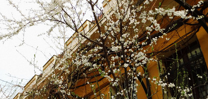 Весна на улицах Тбилиси