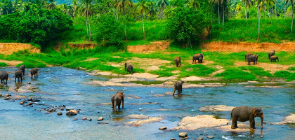 Стадо слонов на Шри-Ланке