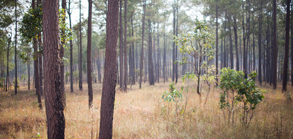 Национальный парк Кириром, сосновый лес