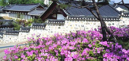 Азалия у корейского традиционного дома ханок
