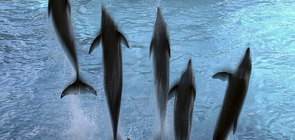 Дельфины в Римини, Италия