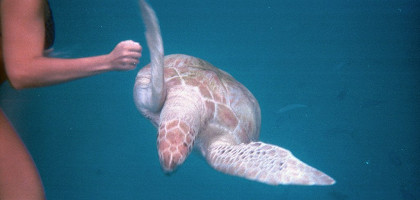 Морская черепаха-одна из обитательниц подводного мира, Барбадос