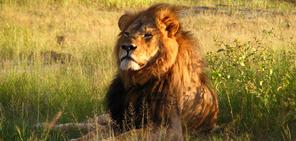 Царь зверей в национальном парке Хванге, Зимбабве