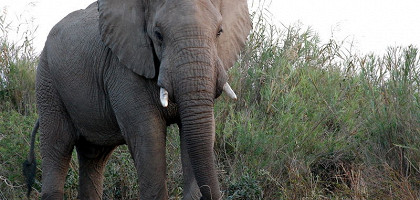 Африканский слон, национальный парк Крюгер