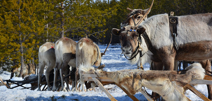Фото 0, Когалым, северные олени