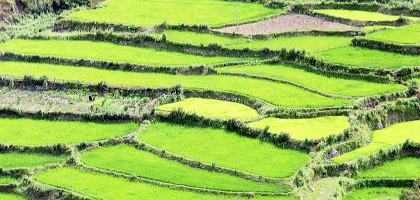 Зеленые поля, Бутан