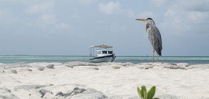 Аист на берегу моря, Мальдивские острова