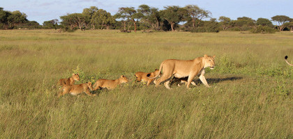 Львица и львята в национальном парке Хванге, Зимбабве