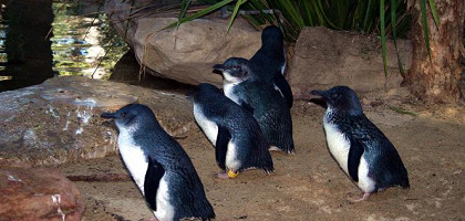 Австралия, пингвины