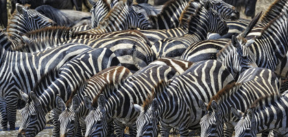 Зебры на водопое, национальный парк Серенгети в Танзании